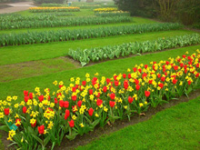 荷蘭keukenhof公園 荷蘭keukenhof公園